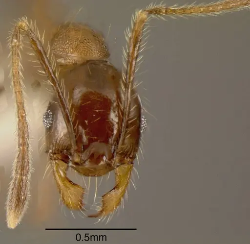 Pheidole celaena - CASENT0635452