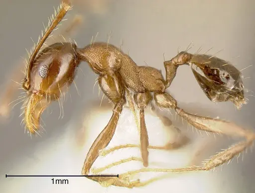 Pheidole celaena - CASENT0635452