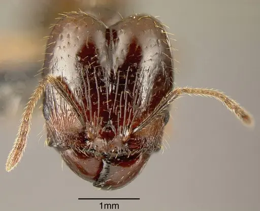 Pheidole celaena - INBIOCRI001238128