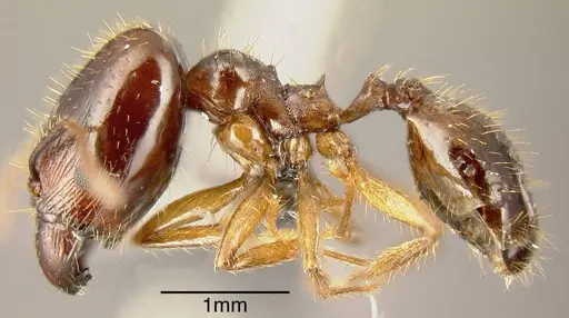 Pheidole celaena - INBIOCRI001238128