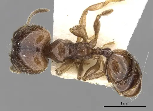Pheidole centeotl specimen