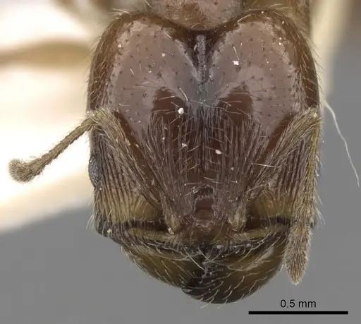 Pheidole centeotl specimen