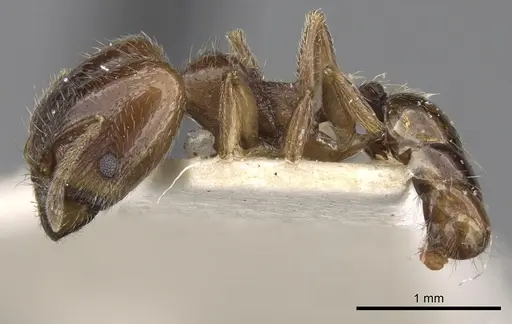 Pheidole centeotl specimen