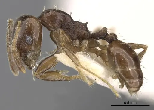 Pheidole centeotl - CASENT0281761