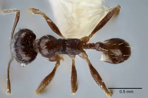 Pheidole centeotl - CASENT0649706