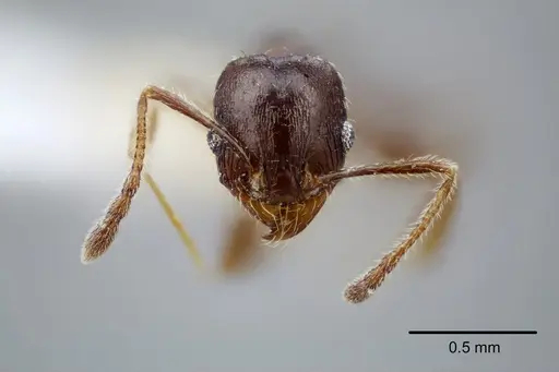 Pheidole centeotl - CASENT0649706