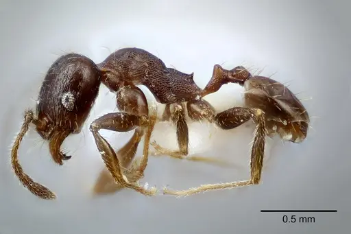 Pheidole centeotl - CASENT0649706