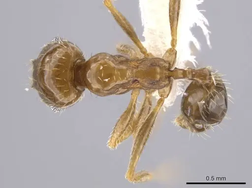 Pheidole centeotl - JTLC000010254