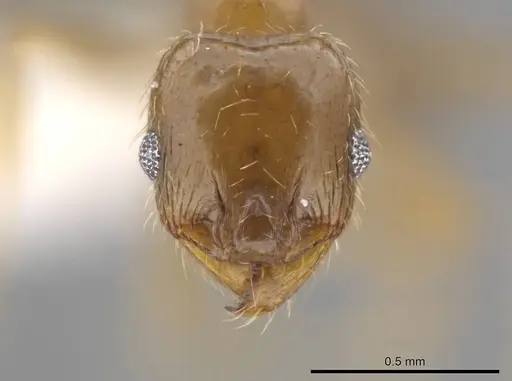 Pheidole centeotl - JTLC000010254