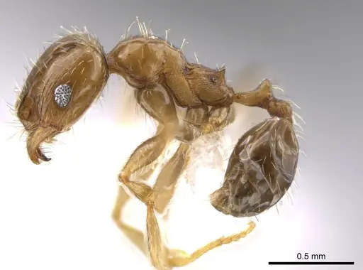Pheidole centeotl - JTLC000010254