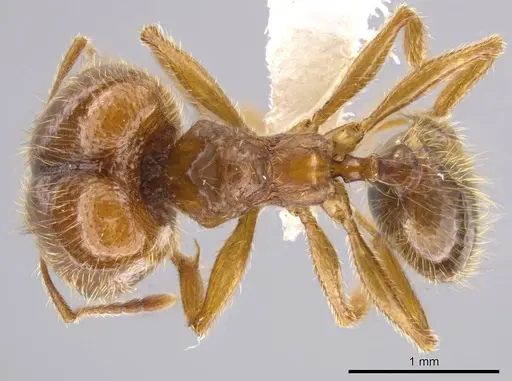 Pheidole centeotl - JTLC000010334