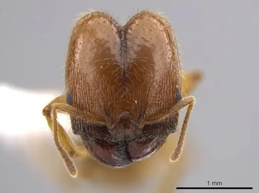 Pheidole centeotl - JTLC000010334