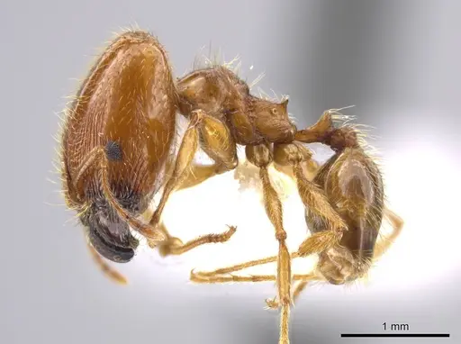 Pheidole centeotl - JTLC000010334
