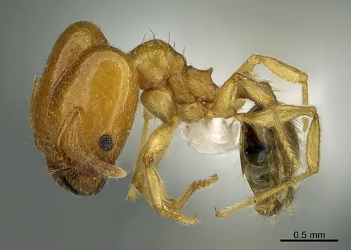 Pheidole cerebrosior specimen