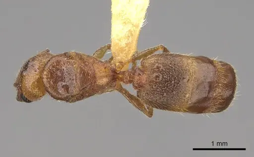 Pheidole cerebrosior - CASENT0005151