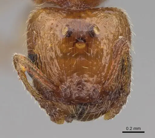 Pheidole cerebrosior - CASENT0005151