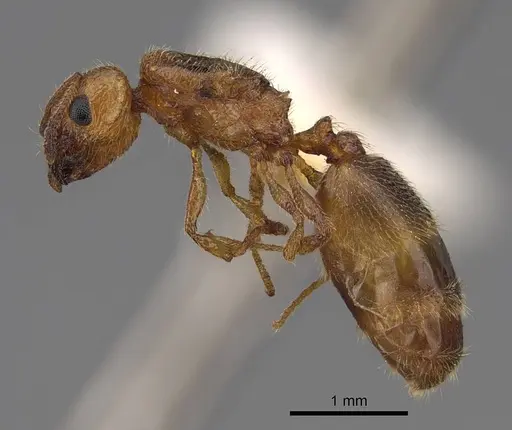 Pheidole cerebrosior - CASENT0005151