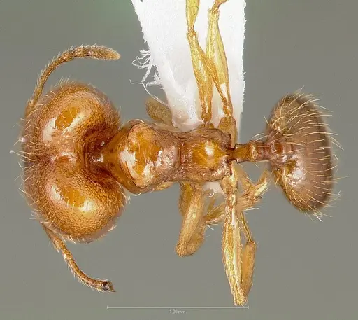 Pheidole cerebrosior - CASENT0005753