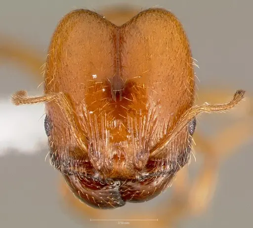 Pheidole cerebrosior - CASENT0005753