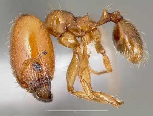 Pheidole cerebrosior - CASENT0005753