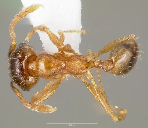 Pheidole cerebrosior - CASENT0005754