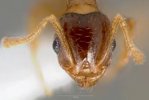 Pheidole cerebrosior - CASENT0005754