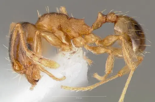 Pheidole cerebrosior - CASENT0005754