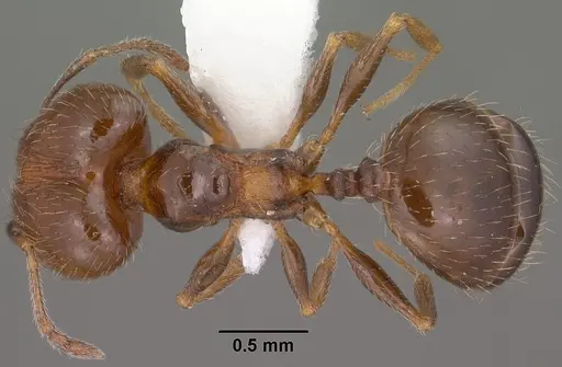 Pheidole ceres specimen