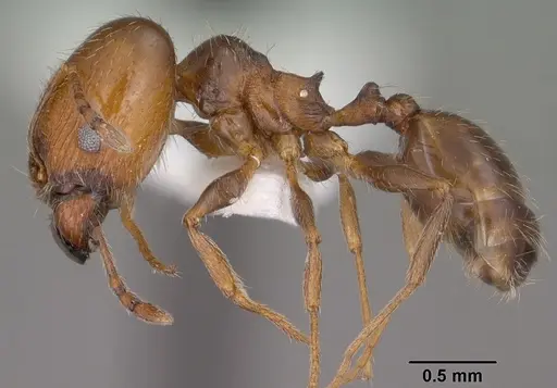 Pheidole ceres specimen