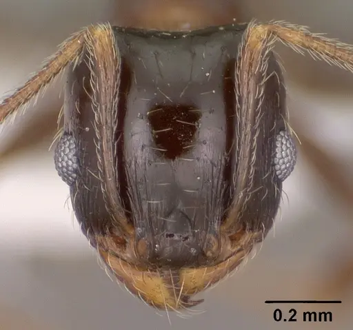 Pheidole ceres - CASENT0102871