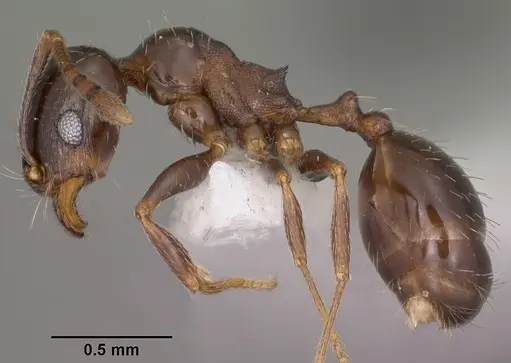 Pheidole ceres - CASENT0102871