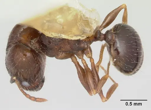 Pheidole ceres - CASENT0104989