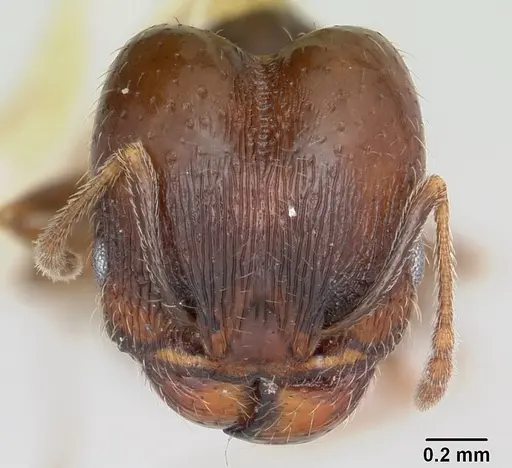Pheidole ceres - CASENT0104989