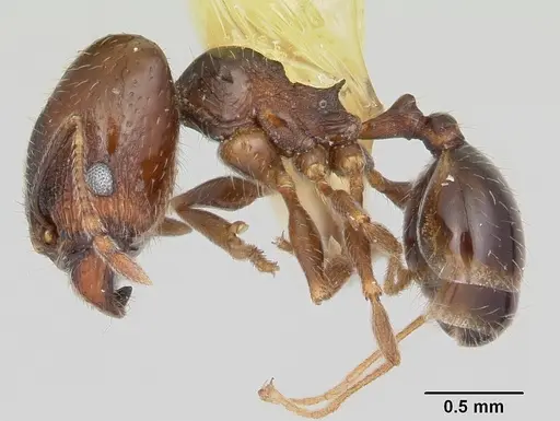 Pheidole ceres - CASENT0104989