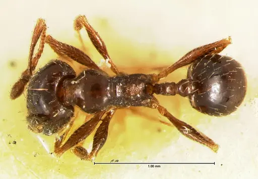 Pheidole ceres - CASENT0105651