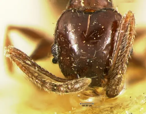 Pheidole ceres - CASENT0105651