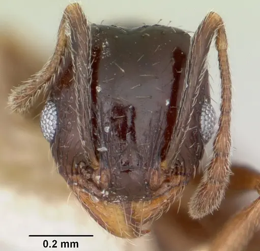 Pheidole ceres - CASENT0105813