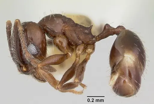 Pheidole ceres - CASENT0105813