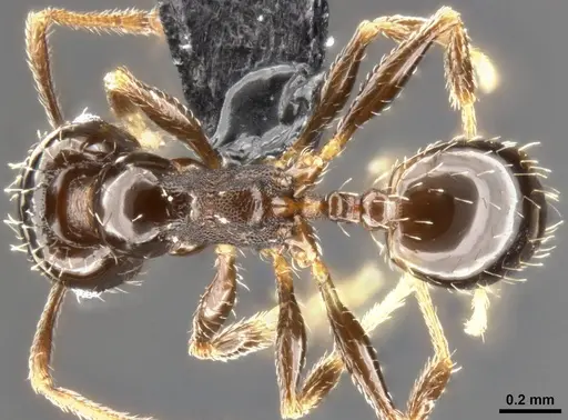 Pheidole ceres - CASENT0282701