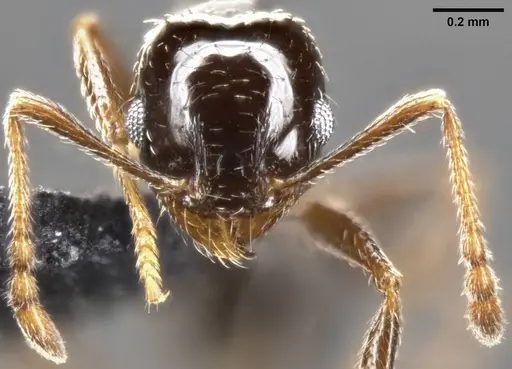 Pheidole ceres - CASENT0282701