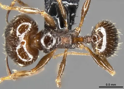 Pheidole ceres - CASENT0282838