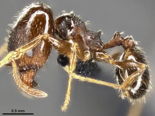Pheidole ceres - CASENT0282838
