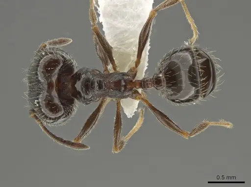 Pheidole ceres - CASENT0643884