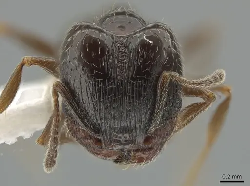 Pheidole ceres - CASENT0643884