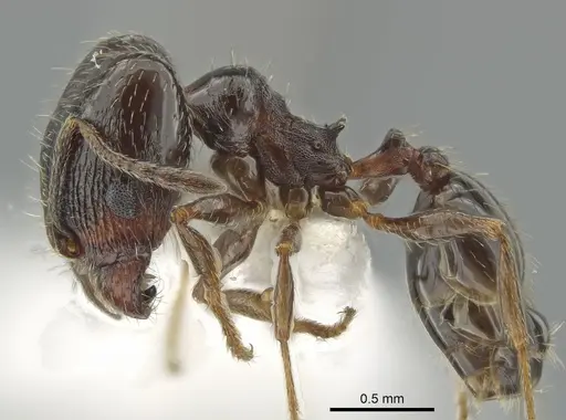 Pheidole ceres - CASENT0643884