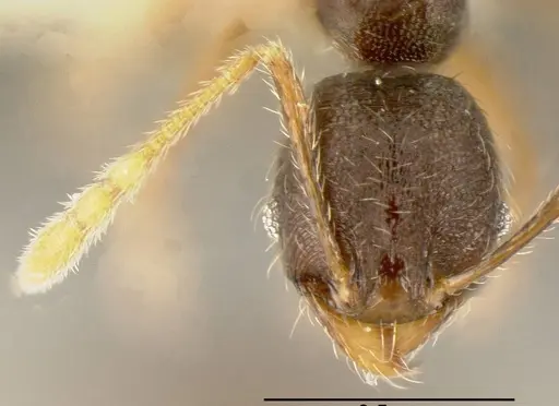 Pheidole cerina specimen