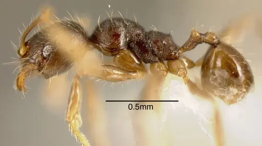 Pheidole cerina specimen