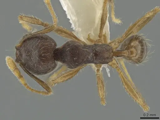 Pheidole cerina - CASENT0635902