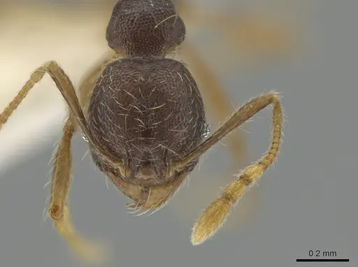 Pheidole cerina - CASENT0635902