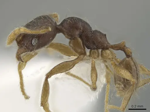 Pheidole cerina - CASENT0635902